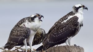 Preview wallpaper osprey, predator, birds, nest, wings, feathers