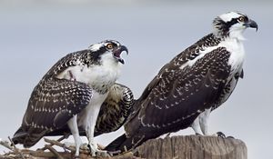Preview wallpaper osprey, predator, birds, nest, wings, feathers