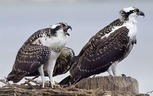 Preview wallpaper osprey, predator, birds, nest, wings, feathers