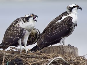 Preview wallpaper osprey, predator, birds, nest, wings, feathers