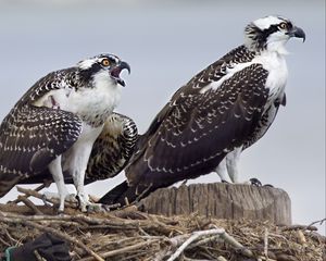 Preview wallpaper osprey, predator, birds, nest, wings, feathers