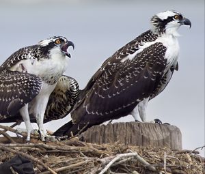 Preview wallpaper osprey, predator, birds, nest, wings, feathers