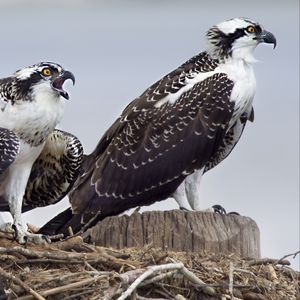 Preview wallpaper osprey, predator, birds, nest, wings, feathers