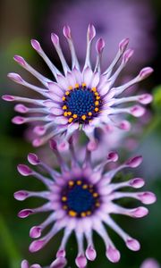 Preview wallpaper osteospermum, african daisy, flower, exotic, plant, bloom