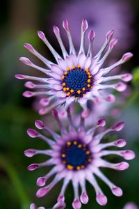 Preview wallpaper osteospermum, african daisy, flower, exotic, plant, bloom