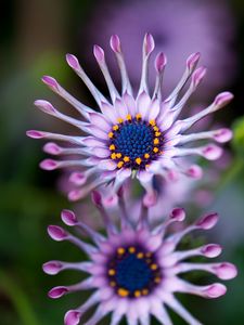 Preview wallpaper osteospermum, african daisy, flower, exotic, plant, bloom