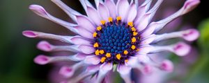 Preview wallpaper osteospermum, african daisy, flower, exotic, plant, bloom