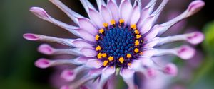 Preview wallpaper osteospermum, african daisy, flower, exotic, plant, bloom