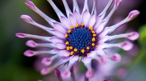 Preview wallpaper osteospermum, african daisy, flower, exotic, plant, bloom