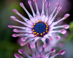 Preview wallpaper osteospermum, african daisy, flower, exotic, plant, bloom