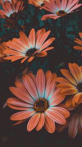Preview wallpaper osteospermum, african daisy, flowering, flowerbed