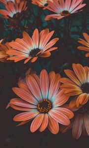 Preview wallpaper osteospermum, african daisy, flowering, flowerbed