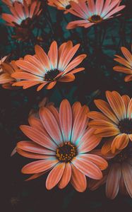 Preview wallpaper osteospermum, african daisy, flowering, flowerbed