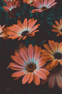 Preview wallpaper osteospermum, african daisy, flowering, flowerbed