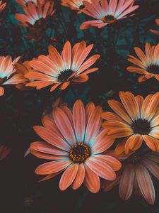 Preview wallpaper osteospermum, african daisy, flowering, flowerbed