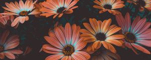 Preview wallpaper osteospermum, african daisy, flowering, flowerbed