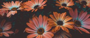 Preview wallpaper osteospermum, african daisy, flowering, flowerbed