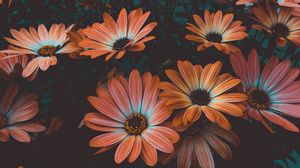 Preview wallpaper osteospermum, african daisy, flowering, flowerbed