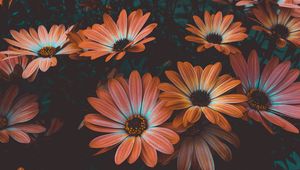 Preview wallpaper osteospermum, african daisy, flowering, flowerbed