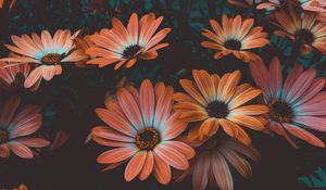 Preview wallpaper osteospermum, african daisy, flowering, flowerbed