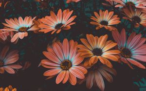 Preview wallpaper osteospermum, african daisy, flowering, flowerbed