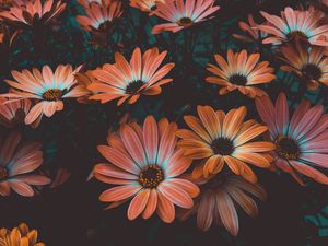 Preview wallpaper osteospermum, african daisy, flowering, flowerbed