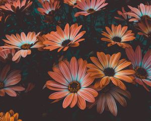 Preview wallpaper osteospermum, african daisy, flowering, flowerbed