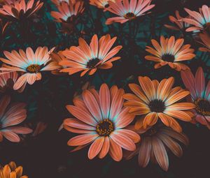 Preview wallpaper osteospermum, african daisy, flowering, flowerbed