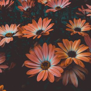 Preview wallpaper osteospermum, african daisy, flowering, flowerbed