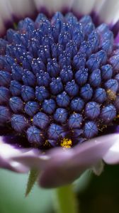 Preview wallpaper osteospermum, cape daisy, flower, bud