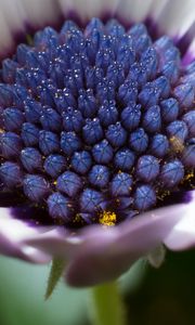 Preview wallpaper osteospermum, cape daisy, flower, bud