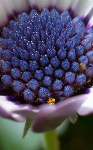 Preview wallpaper osteospermum, cape daisy, flower, bud