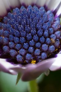 Preview wallpaper osteospermum, cape daisy, flower, bud