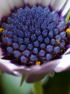 Preview wallpaper osteospermum, cape daisy, flower, bud