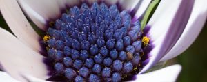 Preview wallpaper osteospermum, cape daisy, flower, bud