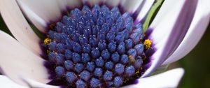 Preview wallpaper osteospermum, cape daisy, flower, bud