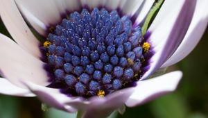 Preview wallpaper osteospermum, cape daisy, flower, bud