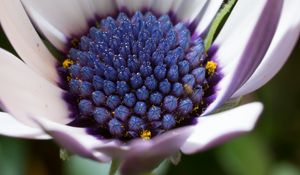 Preview wallpaper osteospermum, cape daisy, flower, bud