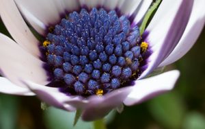 Preview wallpaper osteospermum, cape daisy, flower, bud