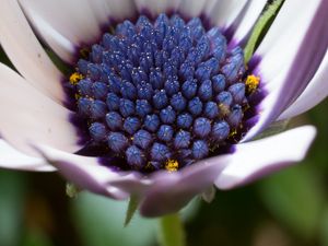 Preview wallpaper osteospermum, cape daisy, flower, bud