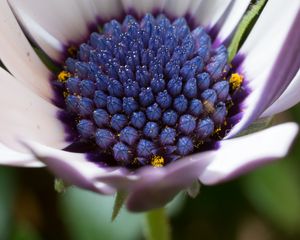 Preview wallpaper osteospermum, cape daisy, flower, bud