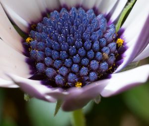 Preview wallpaper osteospermum, cape daisy, flower, bud