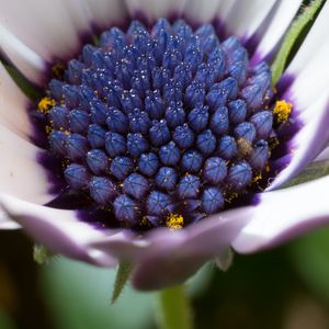 Preview wallpaper osteospermum, cape daisy, flower, bud