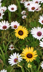 Preview wallpaper osteospermum ecklonis, petals, leaves, plants