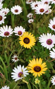 Preview wallpaper osteospermum ecklonis, petals, leaves, plants