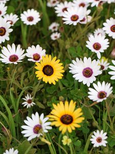 Preview wallpaper osteospermum ecklonis, petals, leaves, plants