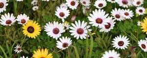 Preview wallpaper osteospermum ecklonis, petals, leaves, plants