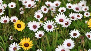 Preview wallpaper osteospermum ecklonis, petals, leaves, plants