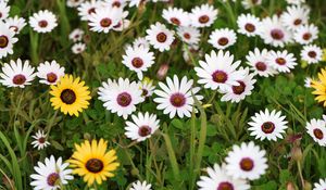 Preview wallpaper osteospermum ecklonis, petals, leaves, plants