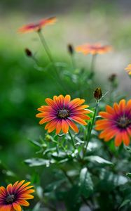 Preview wallpaper osteospermum, flower, bloom, focus